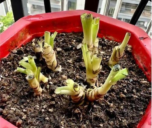 冬季室内花卉养护指南（如何在家中照顾好冬季花卉，让它们在寒冷的冬天依然茁壮成长）-第3张图片-绿意生活