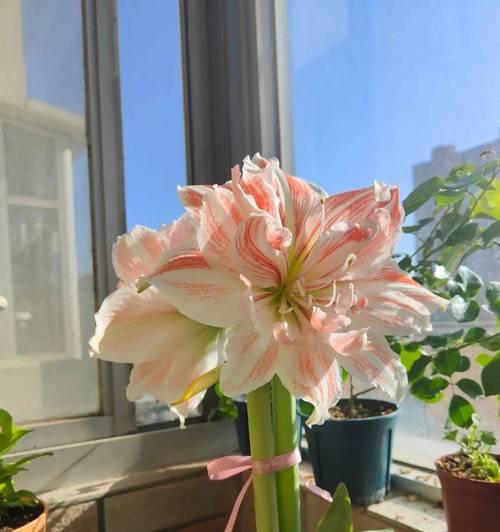 冬季室内花卉养护指南（如何在家中照顾好冬季花卉，让它们在寒冷的冬天依然茁壮成长）-第2张图片-绿意生活