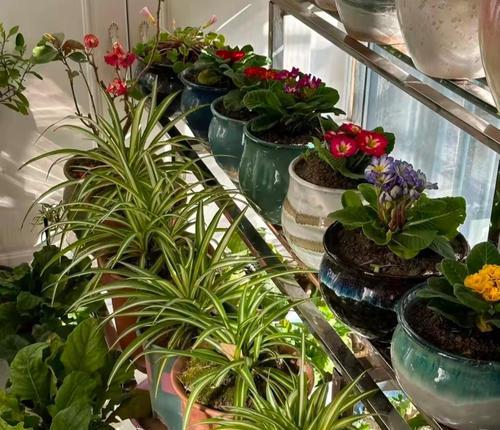 冬季室内花卉养护指南（如何在家中照顾好冬季花卉，让它们在寒冷的冬天依然茁壮成长）-第1张图片-绿意生活