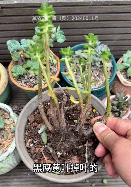 正确养护以兰草，让其健康茁壮（关键步骤、技巧和注意事项，全面指南帮助您培育美丽的以兰草）-第1张图片-绿意生活