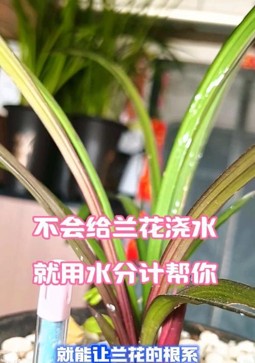 正确养护以兰草，让其健康茁壮（关键步骤、技巧和注意事项，全面指南帮助您培育美丽的以兰草）-第2张图片-绿意生活