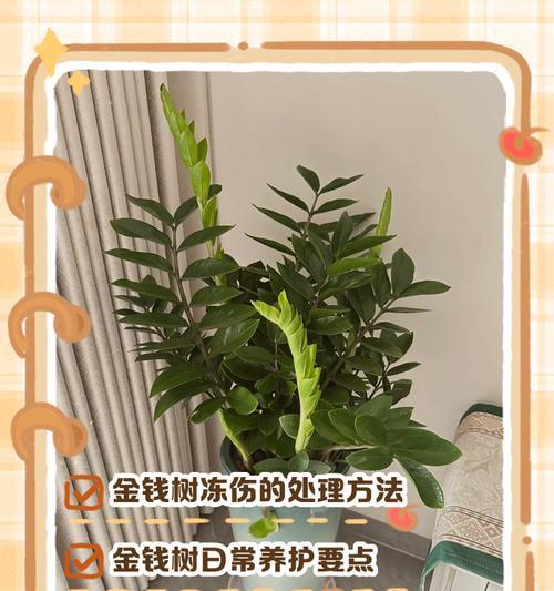 金钱树梗发黑怎么办？（有效措施让金钱树重新焕发生机）-第3张图片-绿意生活