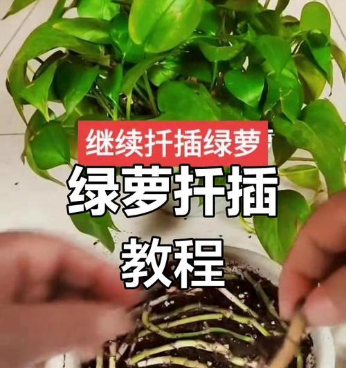 紫叶绿萝种植指南（掌握紫叶绿萝的种植技巧，打造室内绿色植物天堂）-第1张图片-绿意生活
