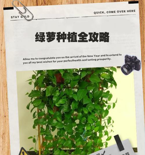 紫叶绿萝种植指南（掌握紫叶绿萝的种植技巧，打造室内绿色植物天堂）-第2张图片-绿意生活