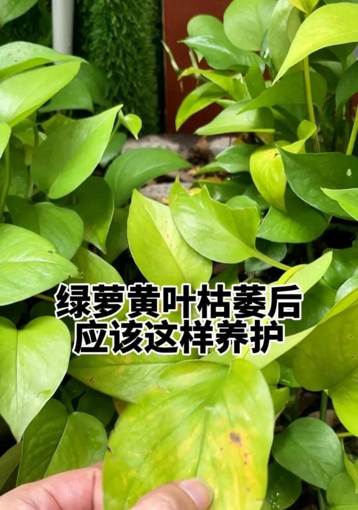 紫叶绿萝种植指南（掌握紫叶绿萝的种植技巧，打造室内绿色植物天堂）-第3张图片-绿意生活