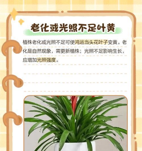 以鸿运当头叶子立不起来（寻找突破，重新扬帆）-第2张图片-绿意生活