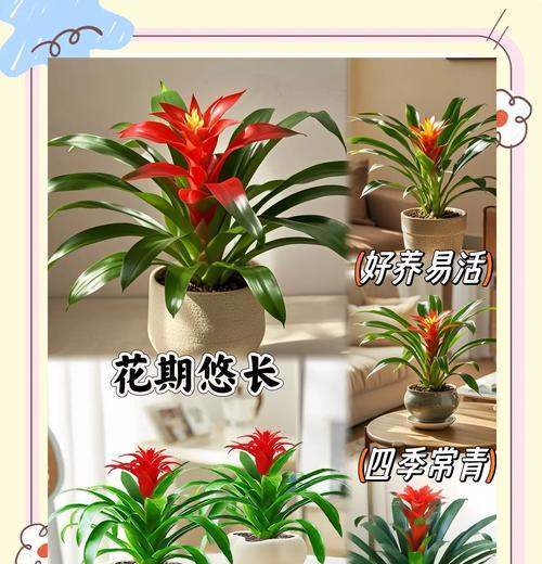 以鸿运当头叶子立不起来（寻找突破，重新扬帆）-第3张图片-绿意生活