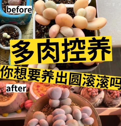 姬月多肉养护指南（轻松掌握姬月多肉的养殖技巧）-第1张图片-绿意生活