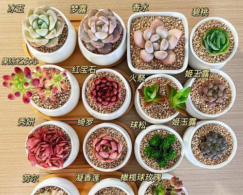 姬月多肉养护指南（轻松掌握姬月多肉的养殖技巧）-第3张图片-绿意生活