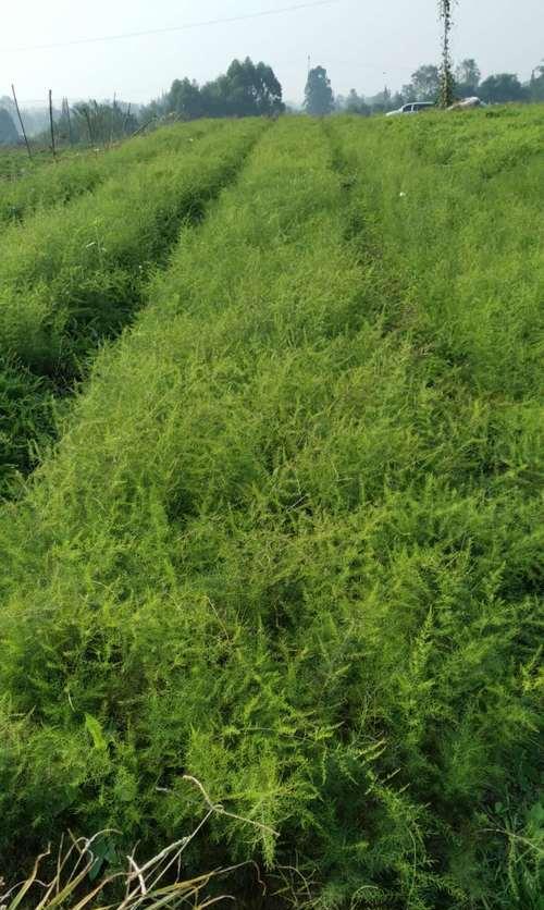 以大地翅膀怎么种植（一种神奇植物的培育和研究）-第2张图片-绿意生活