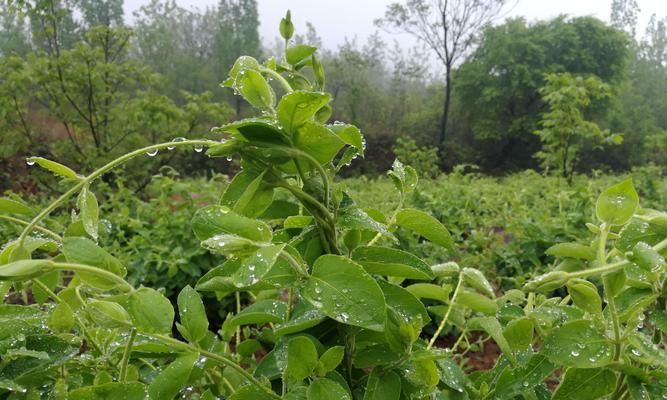 以大地翅膀怎么种植（一种神奇植物的培育和研究）-第1张图片-绿意生活
