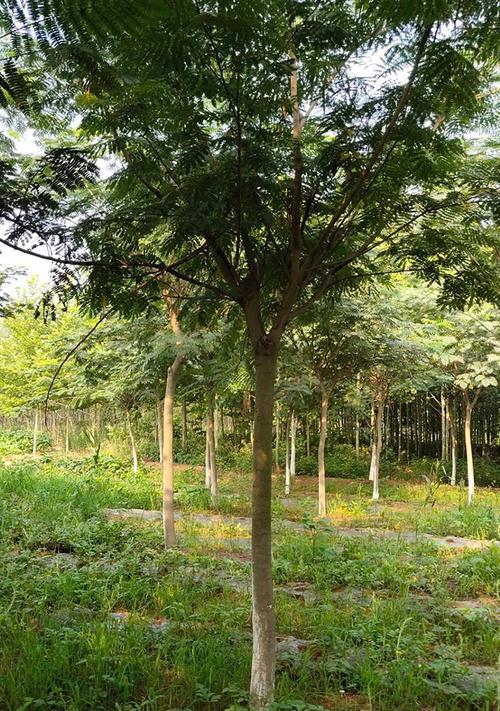 以大地翅膀怎么种植（一种神奇植物的培育和研究）-第3张图片-绿意生活