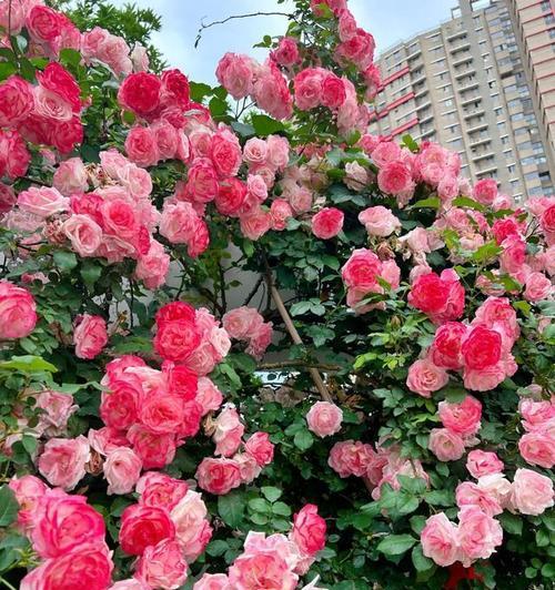 以藤本怎么爆花为主题的探讨（探索藤本植物如何迸发出绚丽的花朵之美）-第1张图片-绿意生活