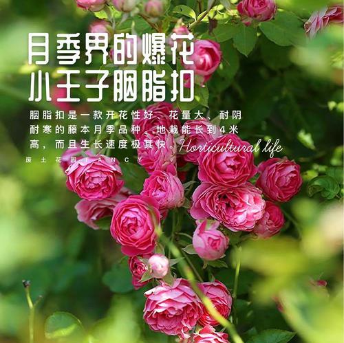 以藤本怎么爆花为主题的探讨（探索藤本植物如何迸发出绚丽的花朵之美）-第2张图片-绿意生活