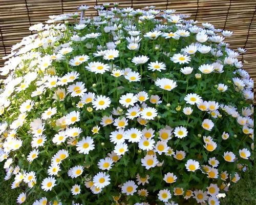 白晶菊花的养护秘籍（打造美丽盛开的白晶菊花花园）-第1张图片-绿意生活