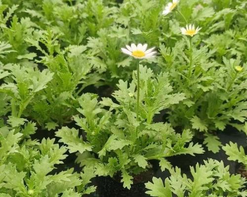 白晶菊花的养护秘籍（打造美丽盛开的白晶菊花花园）-第2张图片-绿意生活