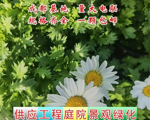 白晶菊花的养护秘籍（打造美丽盛开的白晶菊花花园）-第3张图片-绿意生活