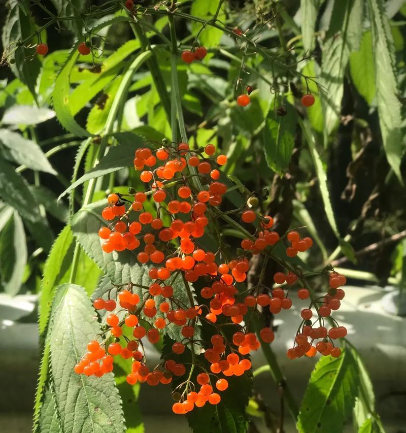 接骨草的种类和功效详解（了解接骨草，让你健康无忧）-第1张图片-绿意生活
