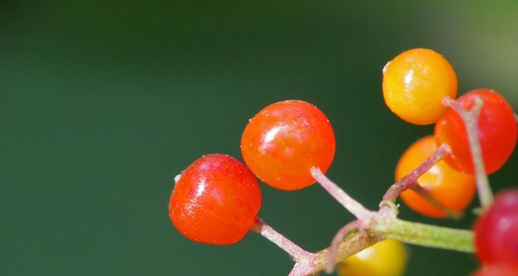 接骨草的种类和功效详解（了解接骨草，让你健康无忧）-第2张图片-绿意生活