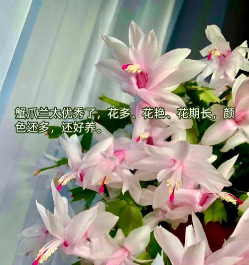 如何科学施肥，延长蟹爪兰的花期（蟹爪兰肥料选择与施肥技巧）-第3张图片-绿意生活