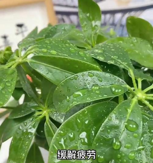 荷花叶的养护之道（打造富有生机的荷花叶——以荷花叶怎么养护为主题）-第2张图片-绿意生活