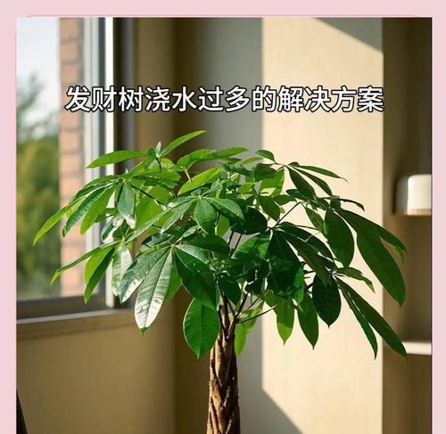 冬季如何正确浇水发财树（室内养发财树的冬季浇水指南）-第1张图片-绿意生活
