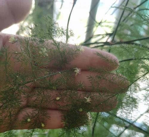 文竹开花的臭味之谜（探究文竹开花的臭味源和原因）-第2张图片-绿意生活