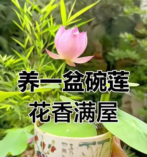 精彩味蕾（探索荷花子的烹饪艺术，开启味蕾的魔幻之旅）-第2张图片-绿意生活