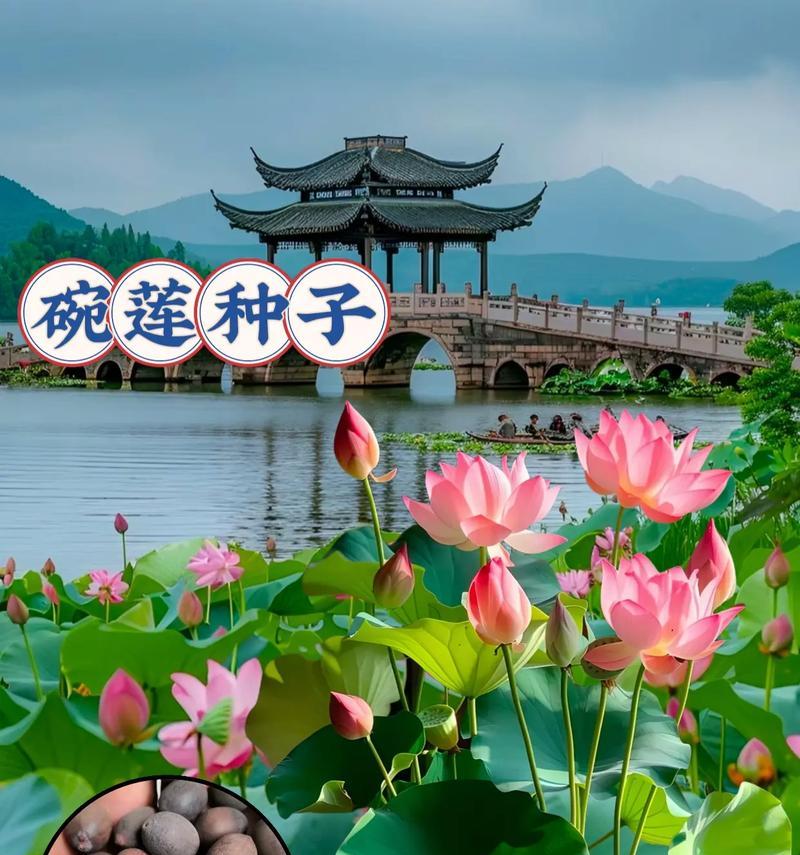 精彩味蕾（探索荷花子的烹饪艺术，开启味蕾的魔幻之旅）-第1张图片-绿意生活