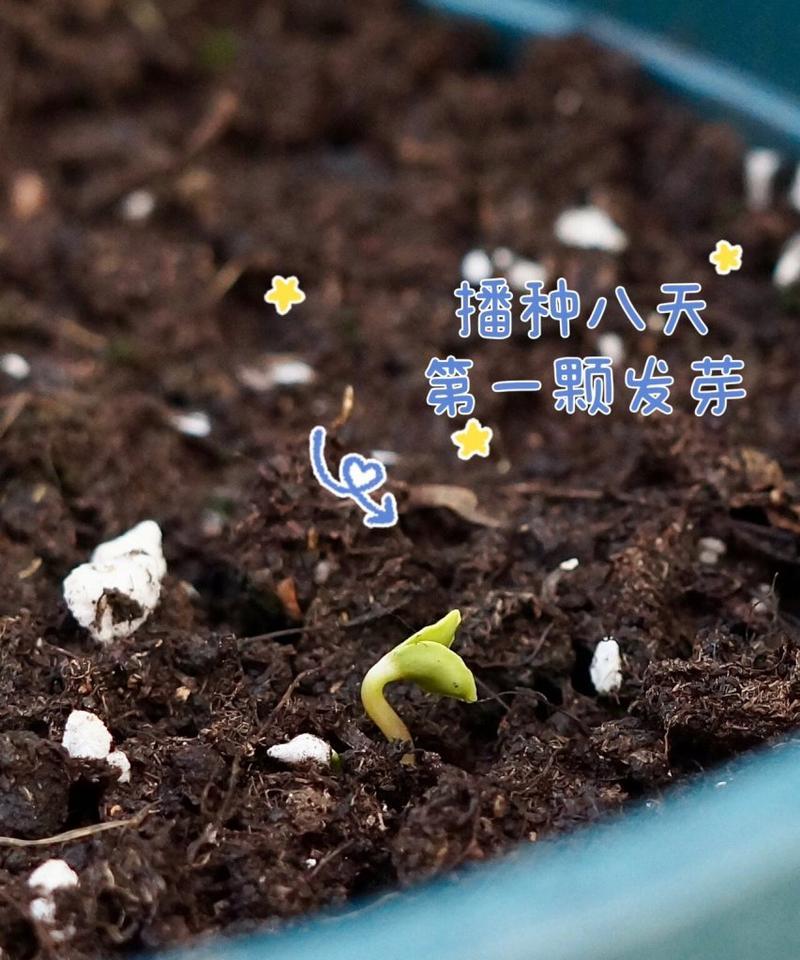 凤仙花发芽死了怎么办（教你挽救凤仙花的生命）-第3张图片-绿意生活