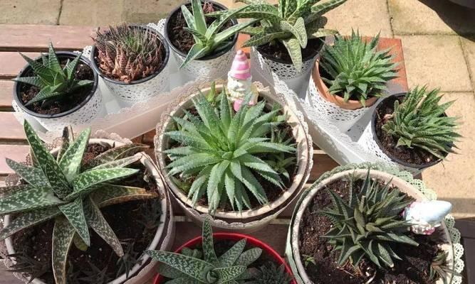 如何养护松针盆景的全面指南（从选择松针品种到日常养护，助您打造美丽的松针盆景）-第2张图片-绿意生活