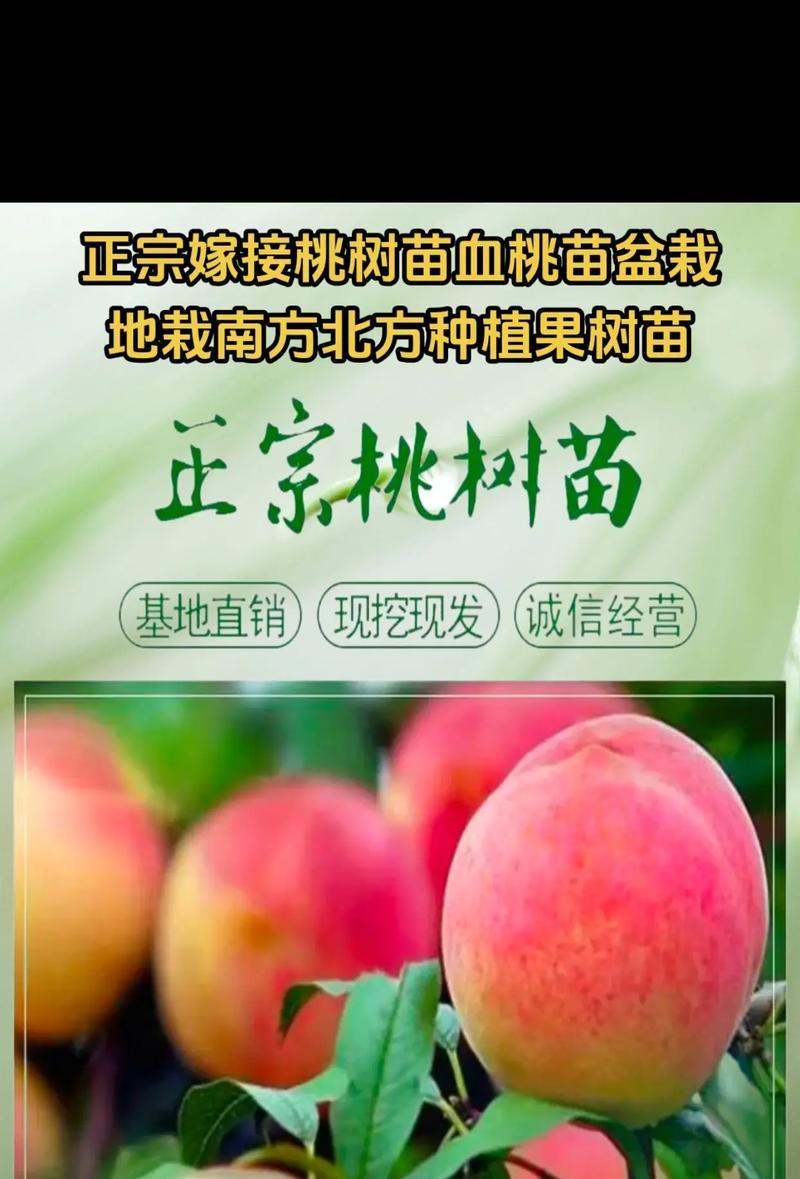 如何选择最佳移栽时机？（移栽桃树的正确方法和注意事项）-第1张图片-绿意生活