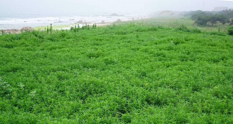 以地肤怎么栽培（掌握地肤栽培技巧，打造美丽花园）-第1张图片-绿意生活