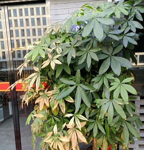 冬天如何修剪发财树（打造健康繁茂的财富之树）-第1张图片-绿意生活