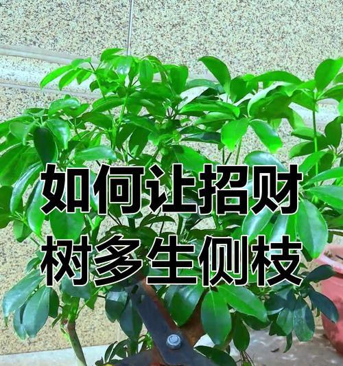 冬天如何修剪发财树（打造健康繁茂的财富之树）-第3张图片-绿意生活