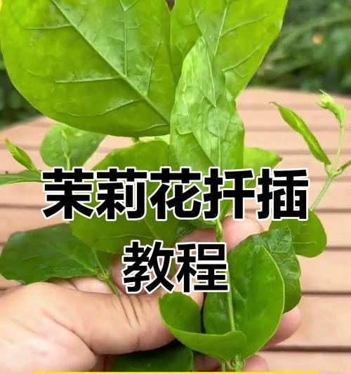 茉莉花期花枝条过长修剪指南（解决茉莉花期生长过长的问题，使花枝条更加健壮美观）-第1张图片-绿意生活