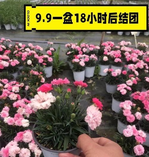 康乃馨的浇水时间及正确方法（喜爱康乃馨，从浇水开始/如何做到康乃馨浇水科学化）-第3张图片-绿意生活