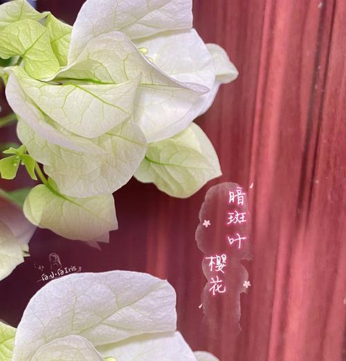 樱花养护秘籍（打造最健康的樱花园）-第3张图片-绿意生活