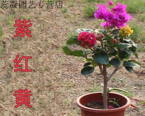 《爬藤三角梅的种植与养护指南》（打造迷人的花墙，爬藤三角梅带来丰盛的花期）-第2张图片-绿意生活