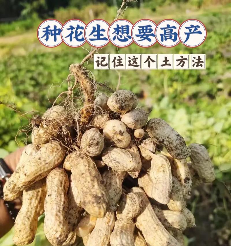 花生土的处理方法及其利用价值（从废弃土地到宝贵资源，花生土的处理与再利用）-第1张图片-绿意生活