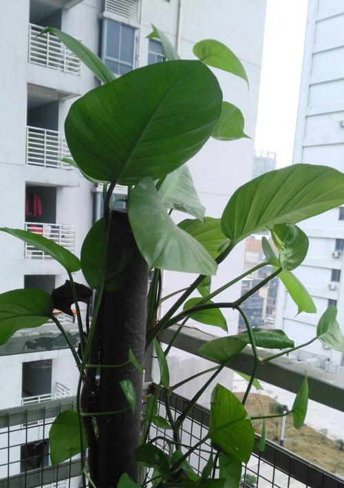 浇水神器！桔子水能否成为绿萝的新宠？（探寻桔子水的神秘力量，解锁绿萝枯萎之谜！）-第2张图片-绿意生活