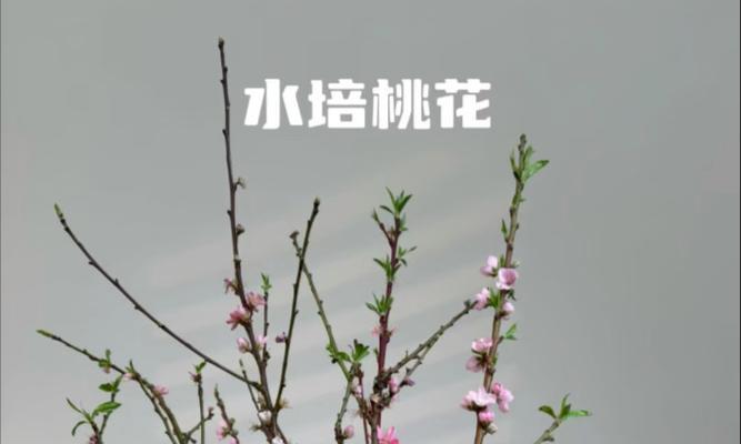 如何养活以桃花为主题的文章（探索桃花的生态养护与繁衍之道）-第1张图片-绿意生活