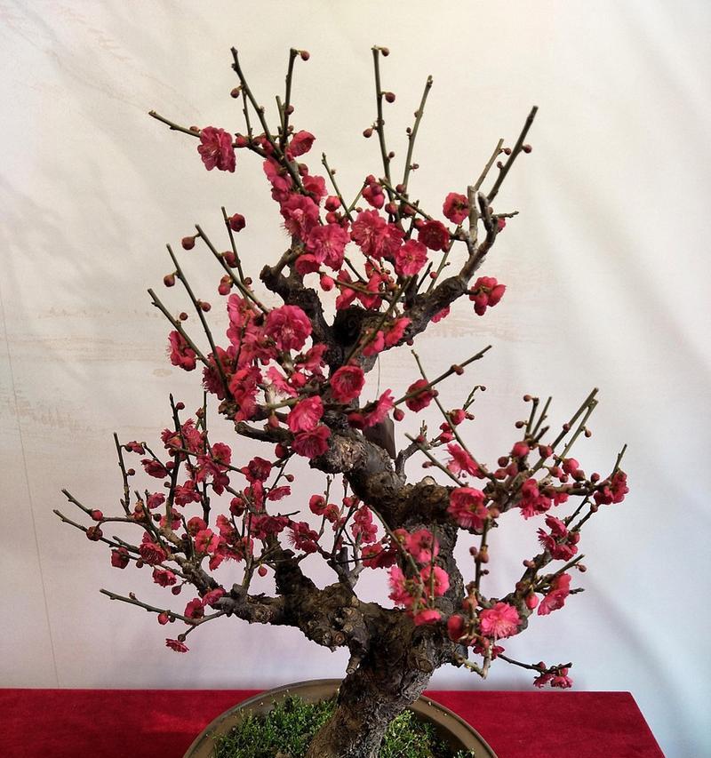 梅花开花时的科学浇水方法（梅花浇水的时间、频率和注意事项）-第3张图片-绿意生活