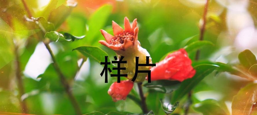 揭秘合肥市花——大蒜花（合肥市花的历史渊源与文化内涵）-第1张图片-绿意生活