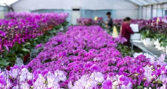 揭秘合肥市花——大蒜花（合肥市花的历史渊源与文化内涵）-第3张图片-绿意生活
