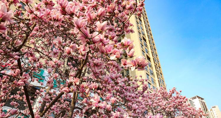 揭秘合肥市花——大蒜花（合肥市花的历史渊源与文化内涵）-第2张图片-绿意生活