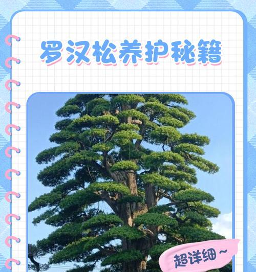 罗汉松冬天如何保护，不至于冻死？-第1张图片-绿意生活