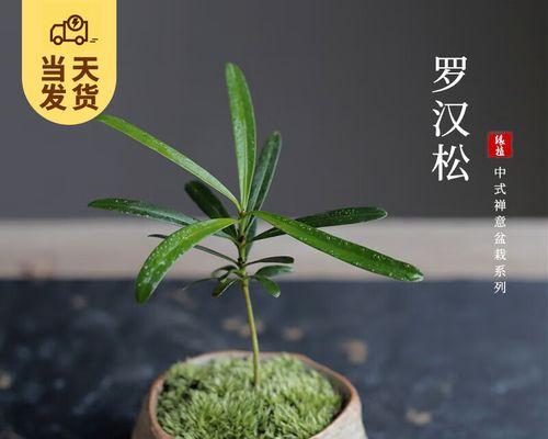 罗汉松冬天如何保护，不至于冻死？-第3张图片-绿意生活