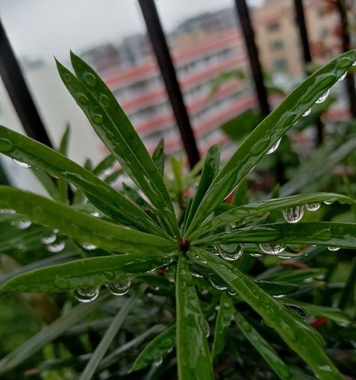 罗汉松冬天如何保护，不至于冻死？-第2张图片-绿意生活