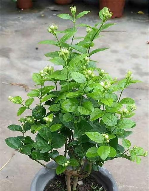 夏天茉莉花的养护秘籍（打造芬芳美丽的夏日花园）-第2张图片-绿意生活